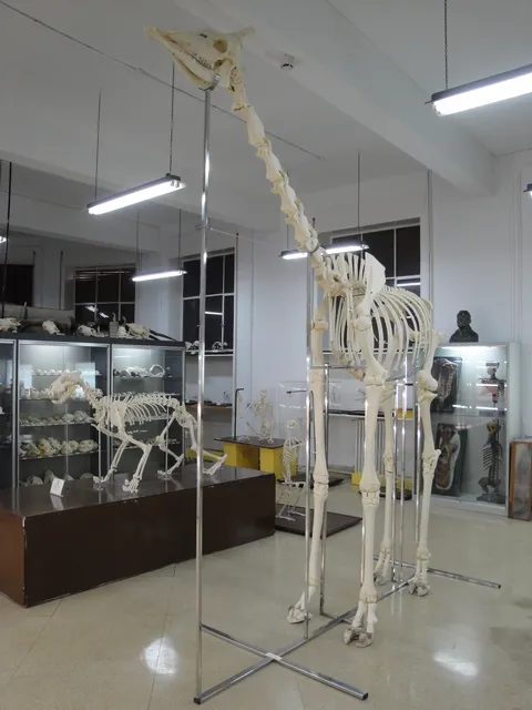 Museo Anatómico (Uva)