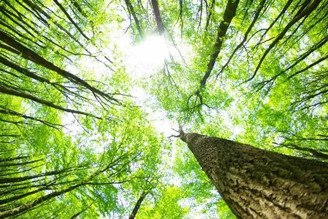 Acropark Laghetto Roana -Parcoavventura-