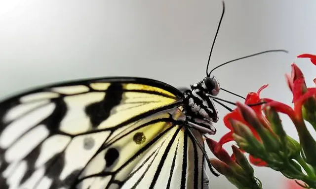 Berkenhof Tropical Zoo