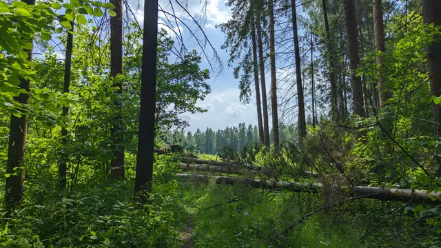 Forest Park Krasnogorsky