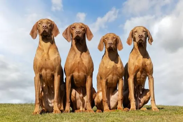 Wooden Sculptures Museum