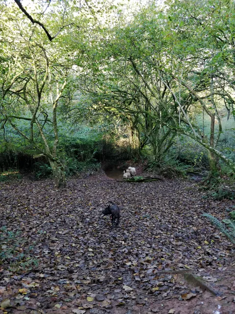 Occombe Valley Woods