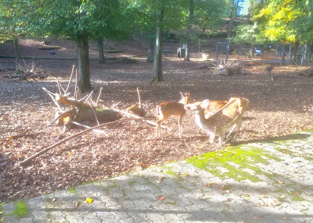 Reinach Zoo