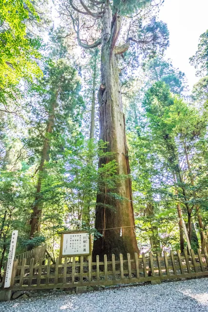 Chichibu-Zeder (Naturdenkmal der Stadt Takachiho)