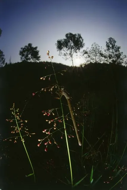 Donna the Astronomer at Milroy Observatory