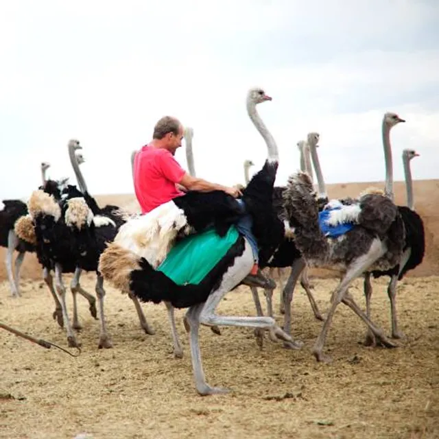 Strusia Farma Kniewo