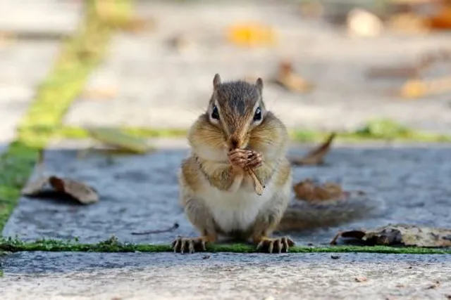 Maldevta Picnic Spot