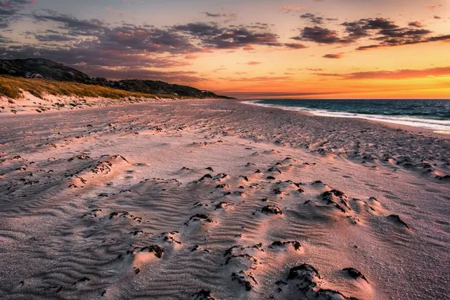 Animal Exercise Beach
