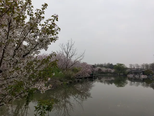 Shanghai Botanical Garden Pinetum