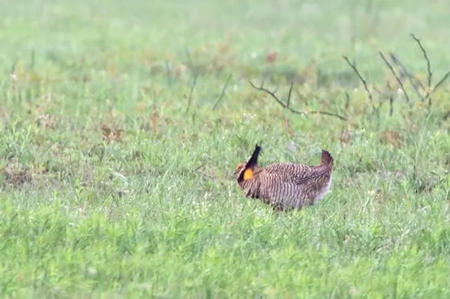 Attwater Prairie Chicken National Wildlife Refuge