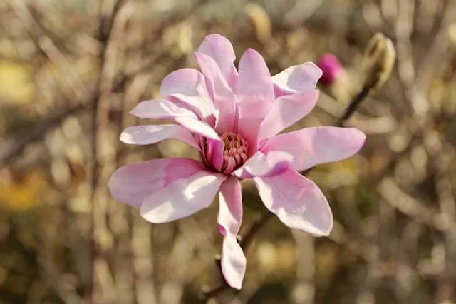 Picton Botanic Gardens