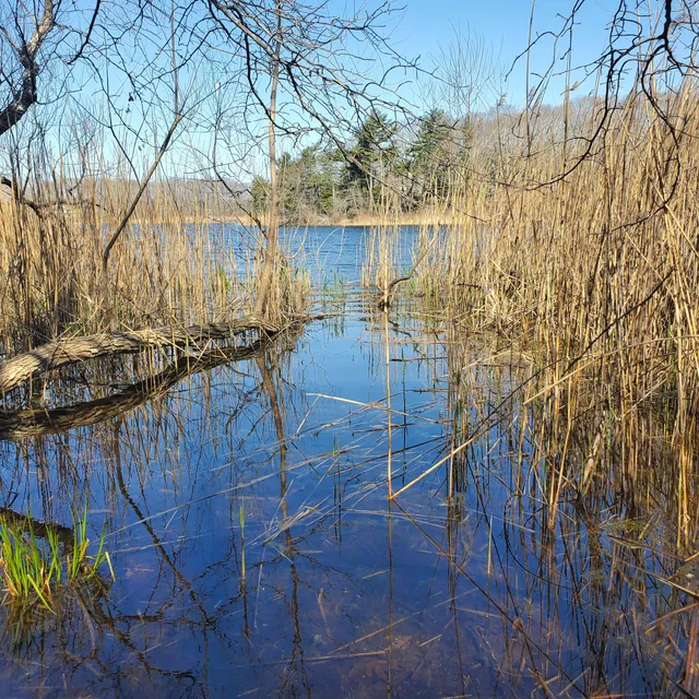 Laurel Lake Preserve