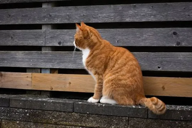 Lac de la Gravière Brock