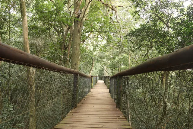 Dlinza Forest Aerial Boardwalk