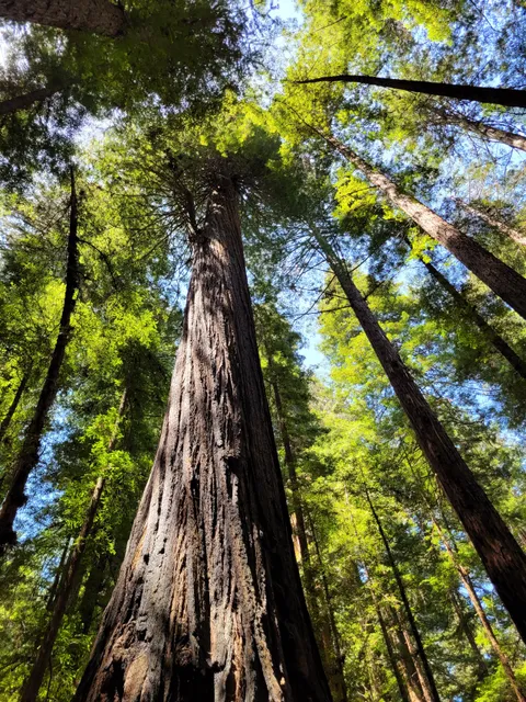 Humboldt Redwoods State Park Visitor Center