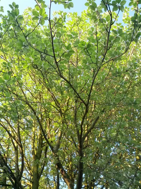 Saint Gerard castle park