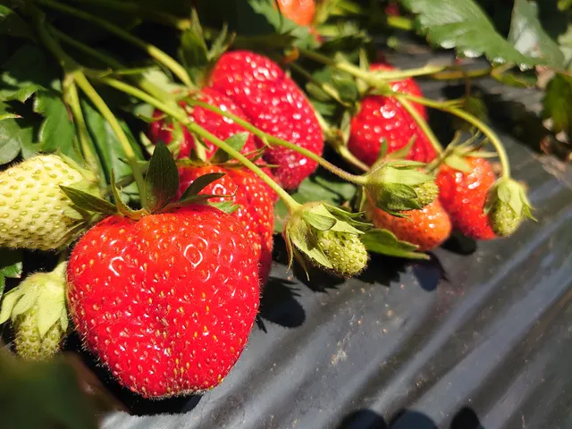 SAPPORO FRUIT GARDEN