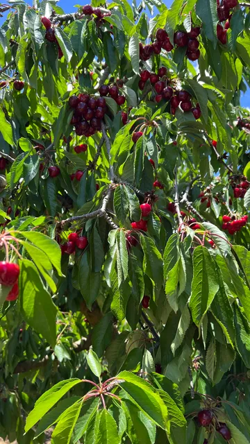 Klondyke Cherry Farm