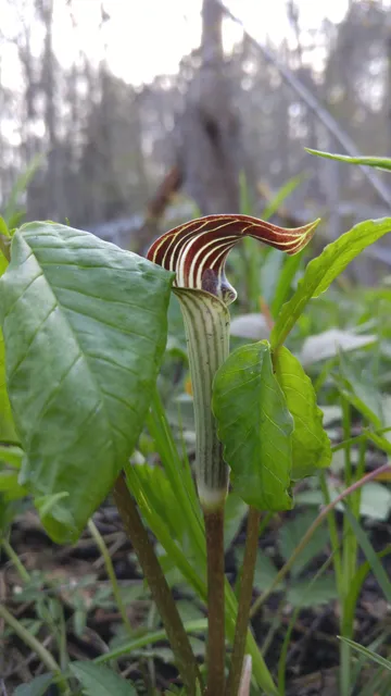 Mecosta County Park Commission