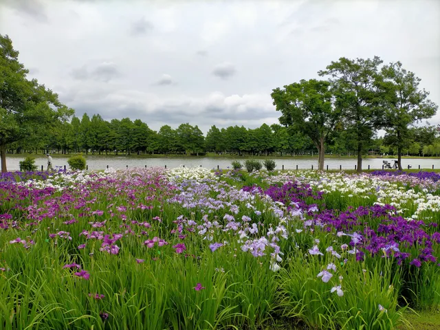 Iris Garden