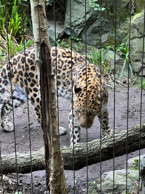 Leoparden-Tal