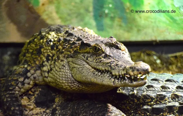 Seelter Reptilienhuus