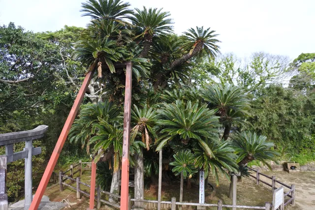 Sakai Shrine Big Sago Cycad