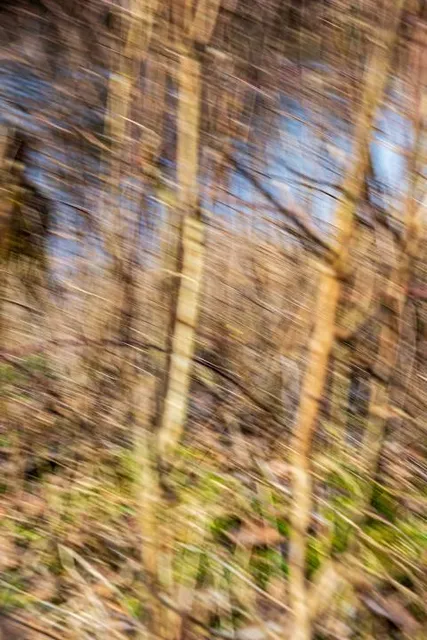 Edgewood Oak Brush Plains Preserve