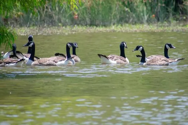 Red Wing Lake Golf Course