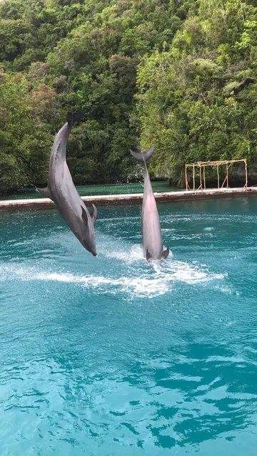 Dolphins Pacific