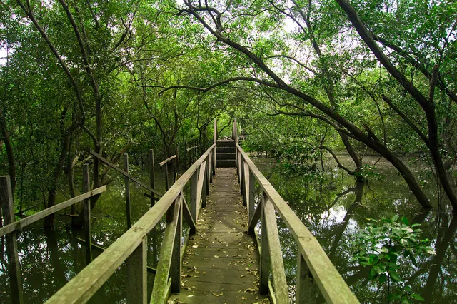 Hutan Mangrove
