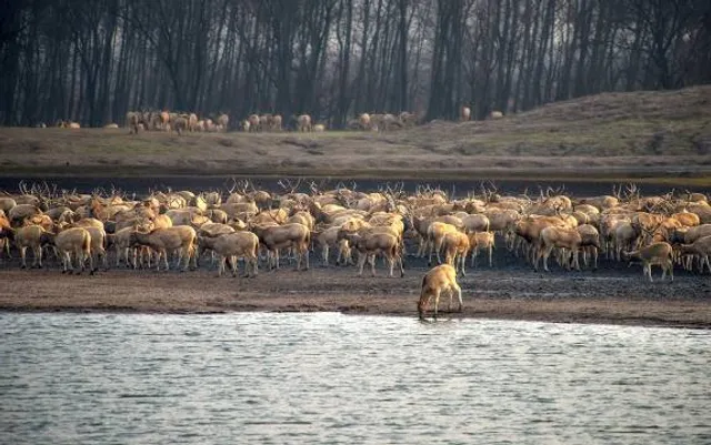 Dafeng Milu Nature Reserve