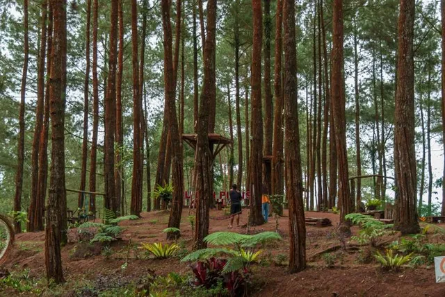 Hutan Pinus Kalilo