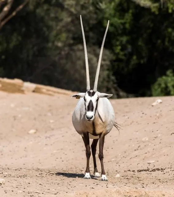 ZOO SAFARI OKRĄGŁE