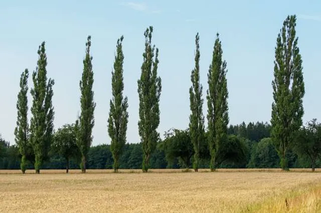 place image