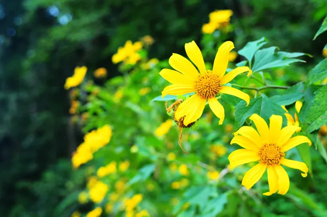 Vườn hoa dã quỳ - Vườn Quốc Gia Ba Vì