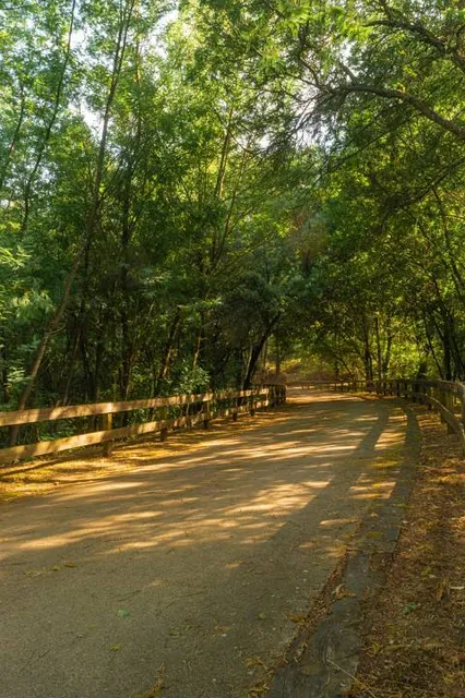 Almeida Man Made Forest