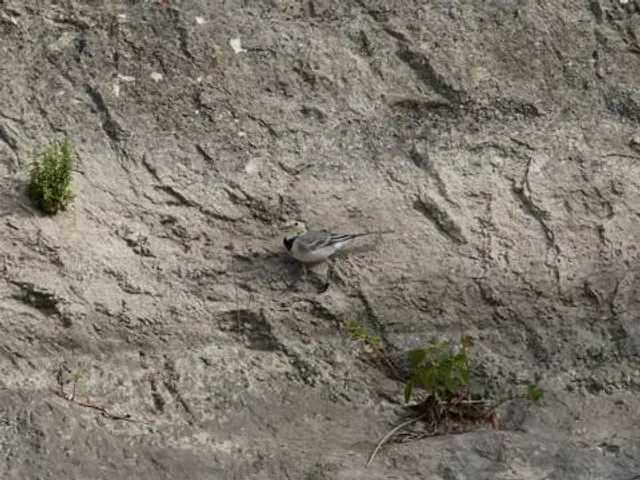 Paratge de La Cova Negra