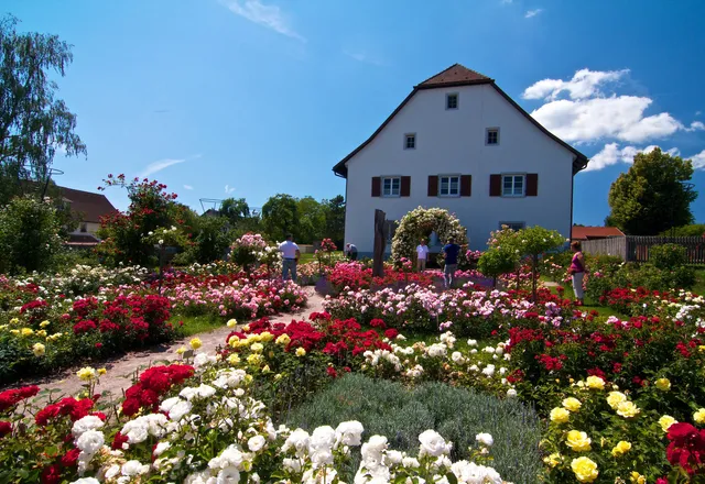 Rosendorf Nöggenschwiel