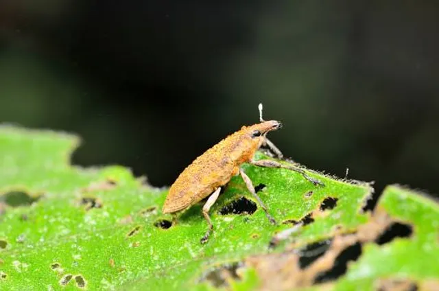 Zoológico de Sáenz Peña