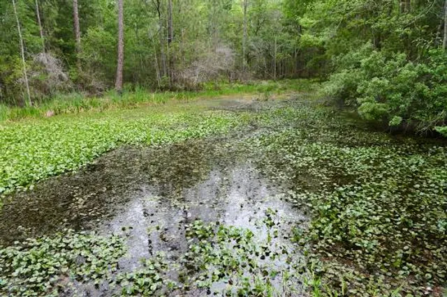 Green Swamp Wildlife Management Area - Cumpressco Unit
