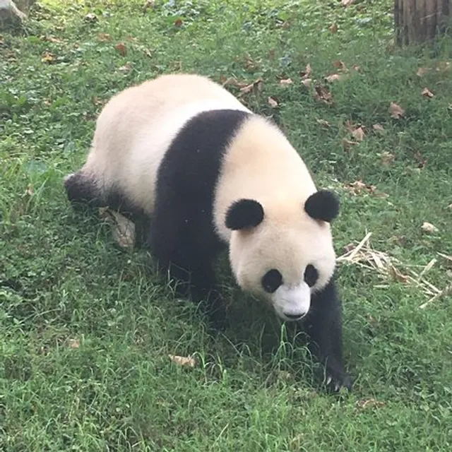 Chengdu Zoo