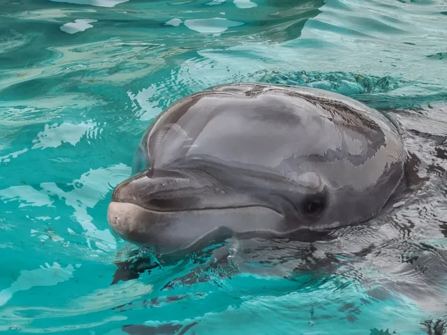 Dolphin Friendly Pool