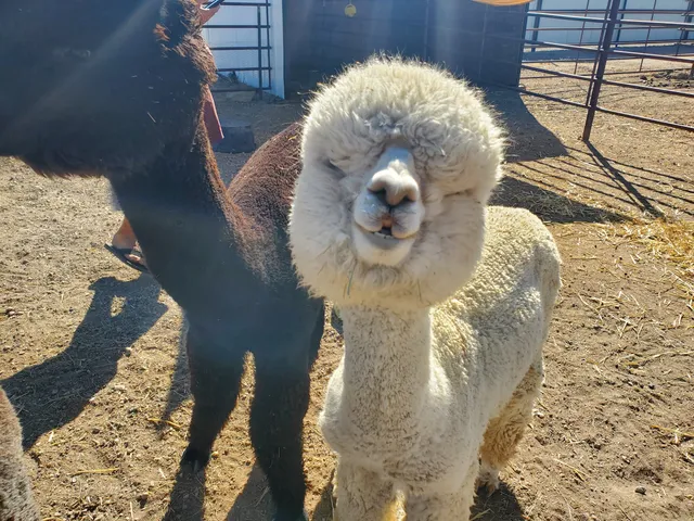 Lil' Buckaroo's Petting Zoo