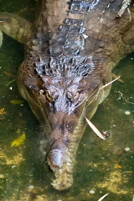 Salt River (Jamaica)