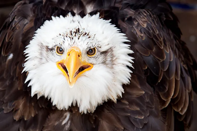 Greifvogelwarte Feldatal
