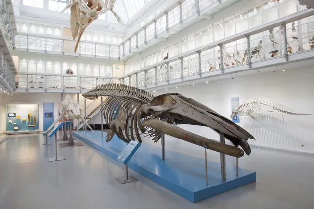 Zoological Museum of Kiel University