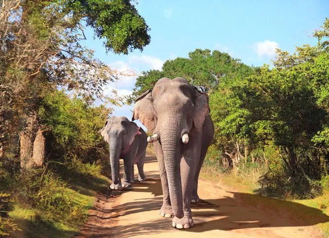 Yala National Park