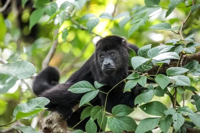 Monkey Bay Wildlife Sanctuary