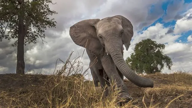 Field Station: Dinosaurs